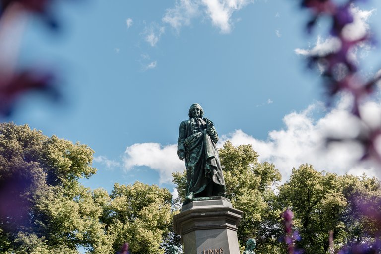 Parker i Stockholm. Humlegården, en populär park i centrala Stockholm. Solen skiner. På bilden syns en av parkens alla trädalléer. På håll syns en glänta med en staty.