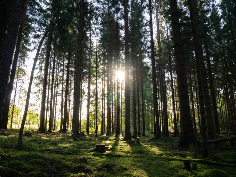 Natur i Stockholm. Tät granskog i Tullinge. Solen skiner nätt och jämnt mellan grenarna.