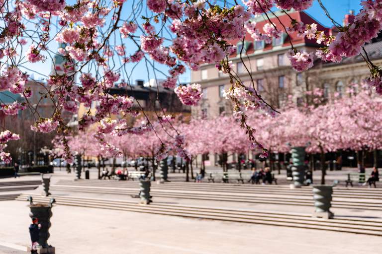 Vår i Stockholm. Blommande körsbärsblommor mot blå vårhimmel.