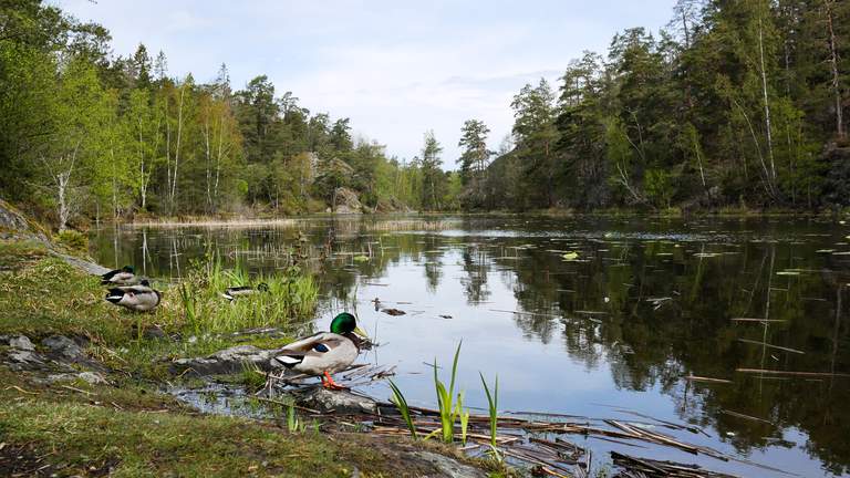 Natur i Stockholm. Gräsänder vilar vid en sjö i Nackareservatet i Stockholm.