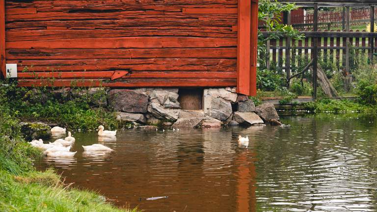 Aktiviteter i Stockholm. Ankor simmar i en damm på Akalla 4H, i norra Stockholm.