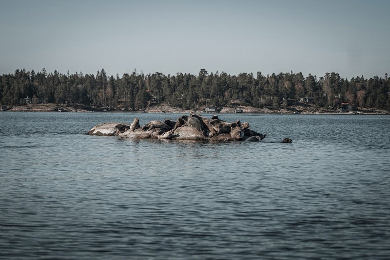 Seal Safari