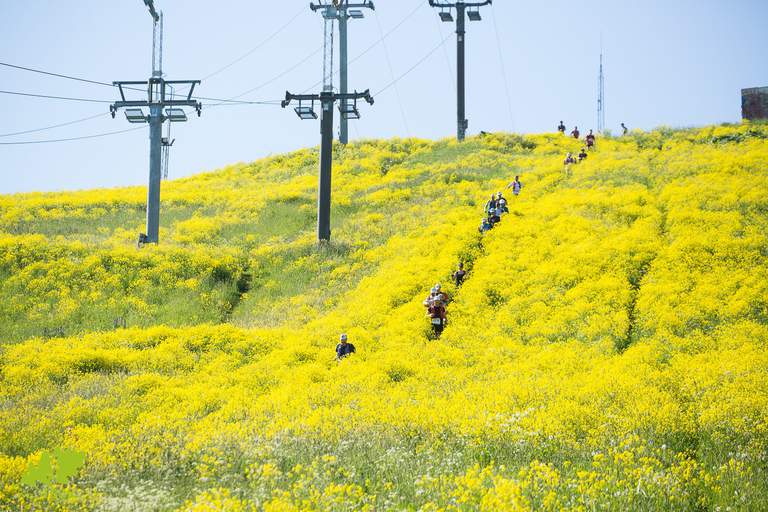 Människor springer uppför kullen täckta av gula blommor.