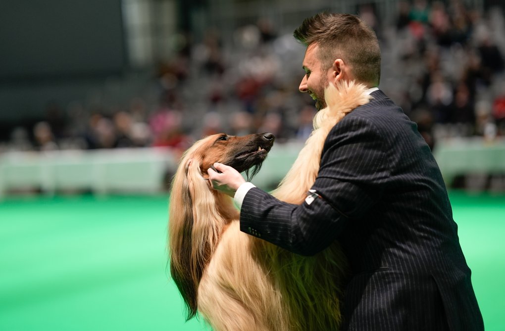 En man i kostym håller och kramar en afghanhund i en hundutställningsring.