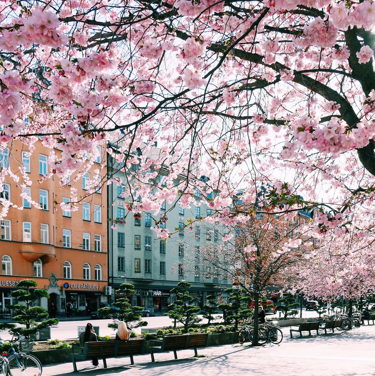 Körsbärsblom i full blom över ett torg i Stockholm, med bänkar, cyklar och människor som sitter i vårsolen.