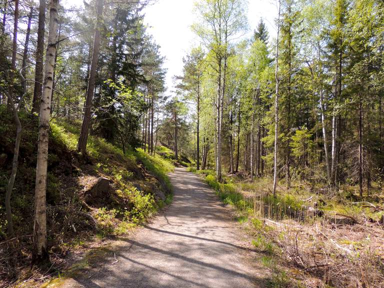 En stig i en skog.