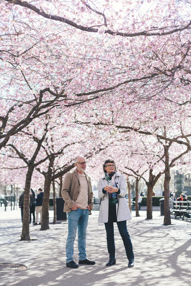 Människor i en park med blommande körsbärsträd.