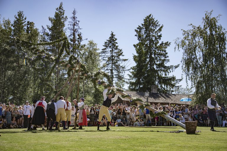 Människor i folkdräkter reser midsommarstången inför en stor publik på Skansen i Stockholm en solig sommardag.