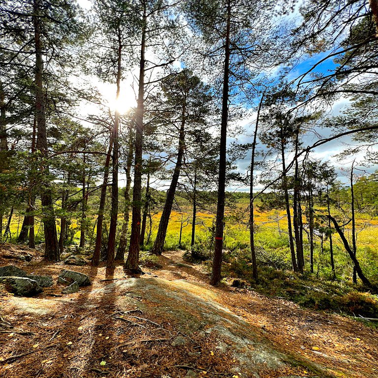 En skog en solig dag.