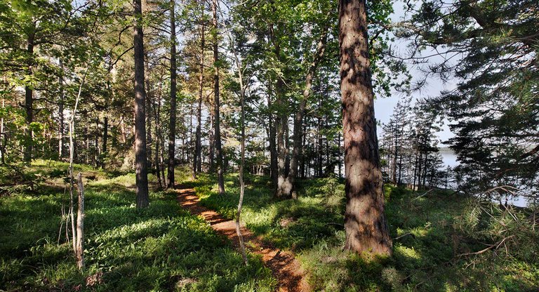 Växtpromenad-liten-topp.jpg