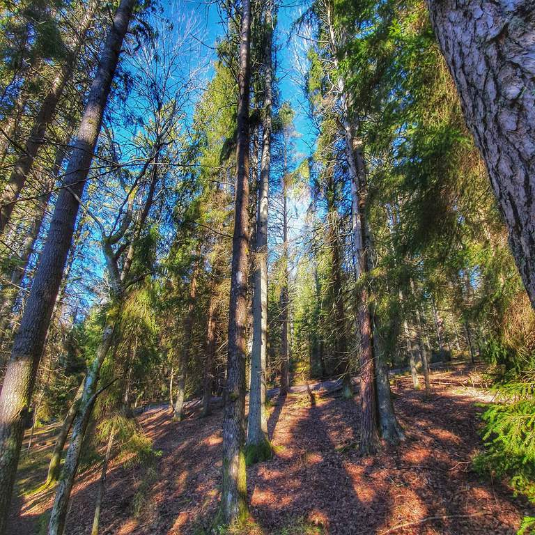 Skog en solig sommardag.