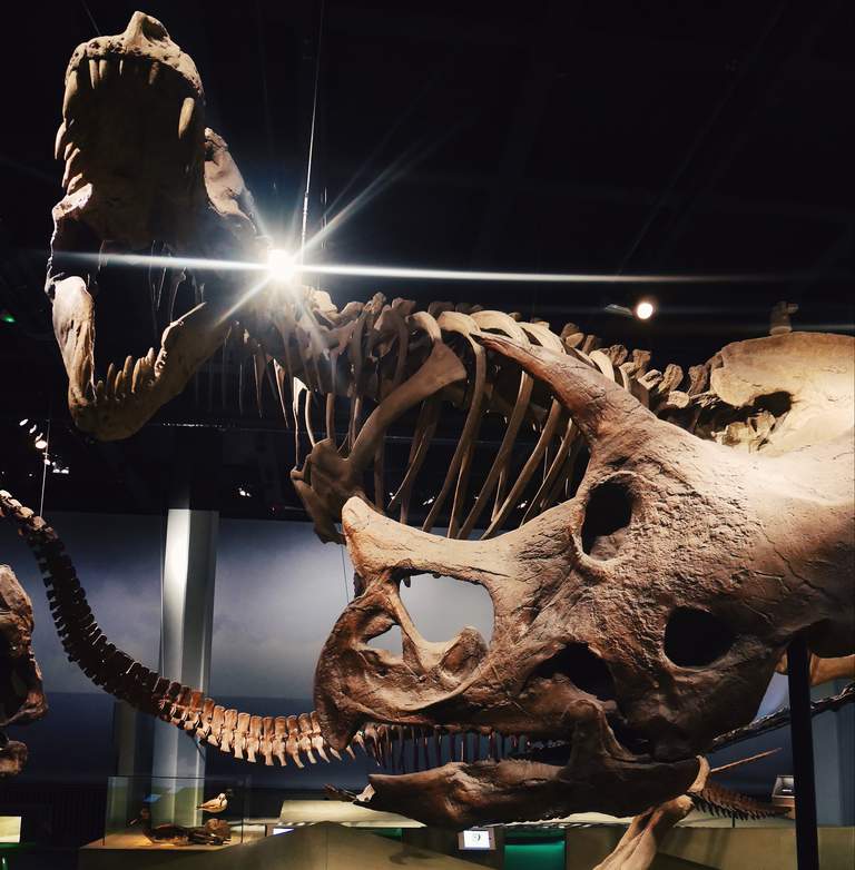 Museer i Stockholm. Dinosaurie skelett på Naturhistoriska Riksmuseet.