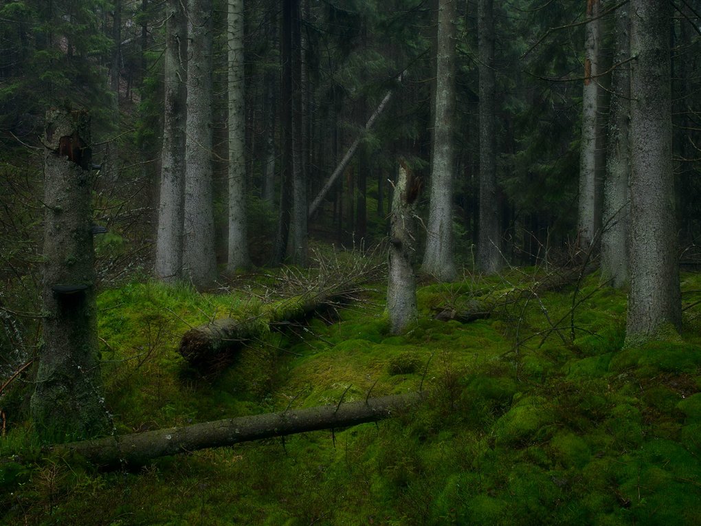 Skog - Mångfald-enfald-1 Jukka Lausmaa.jpg
