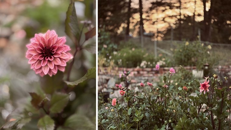 Inspiring Workshop – Growing Dahlias