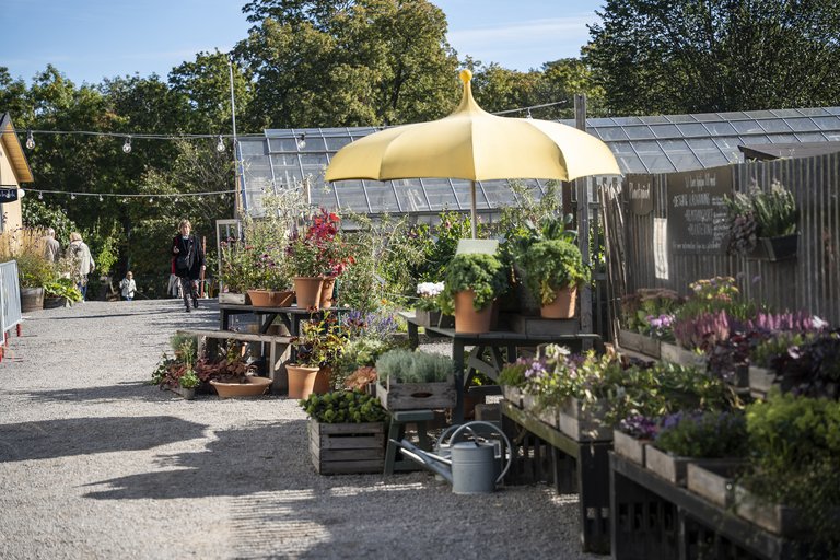 Trädgårdsbutik med krukväxter, blommor och örter utställda längs en grusgång, med växthus och träd i bakgrunden.
