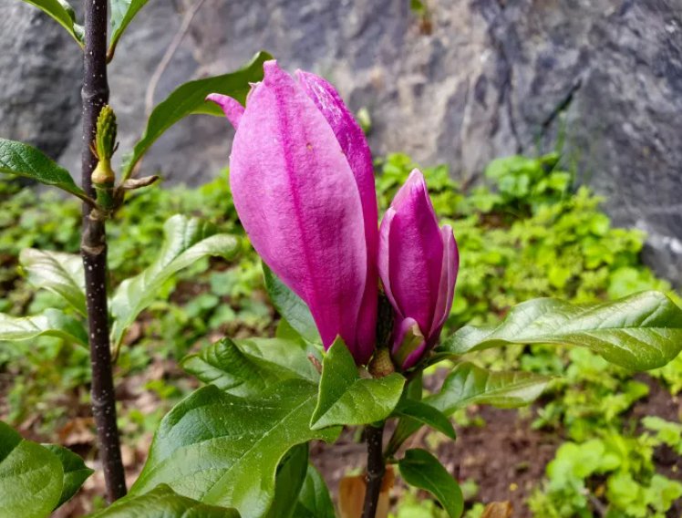 Magnolia blomma.