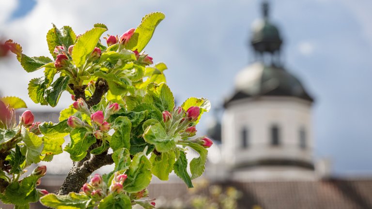 Äppelträden blommar_liggande.jpg