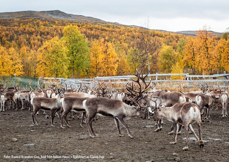 pressbild-sapmi-sturehof.png