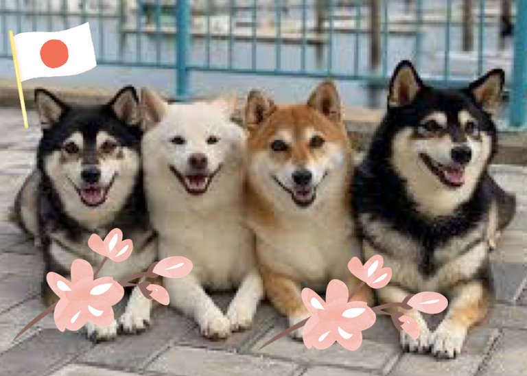 Shiba Inu Parade- the japanese dog festival