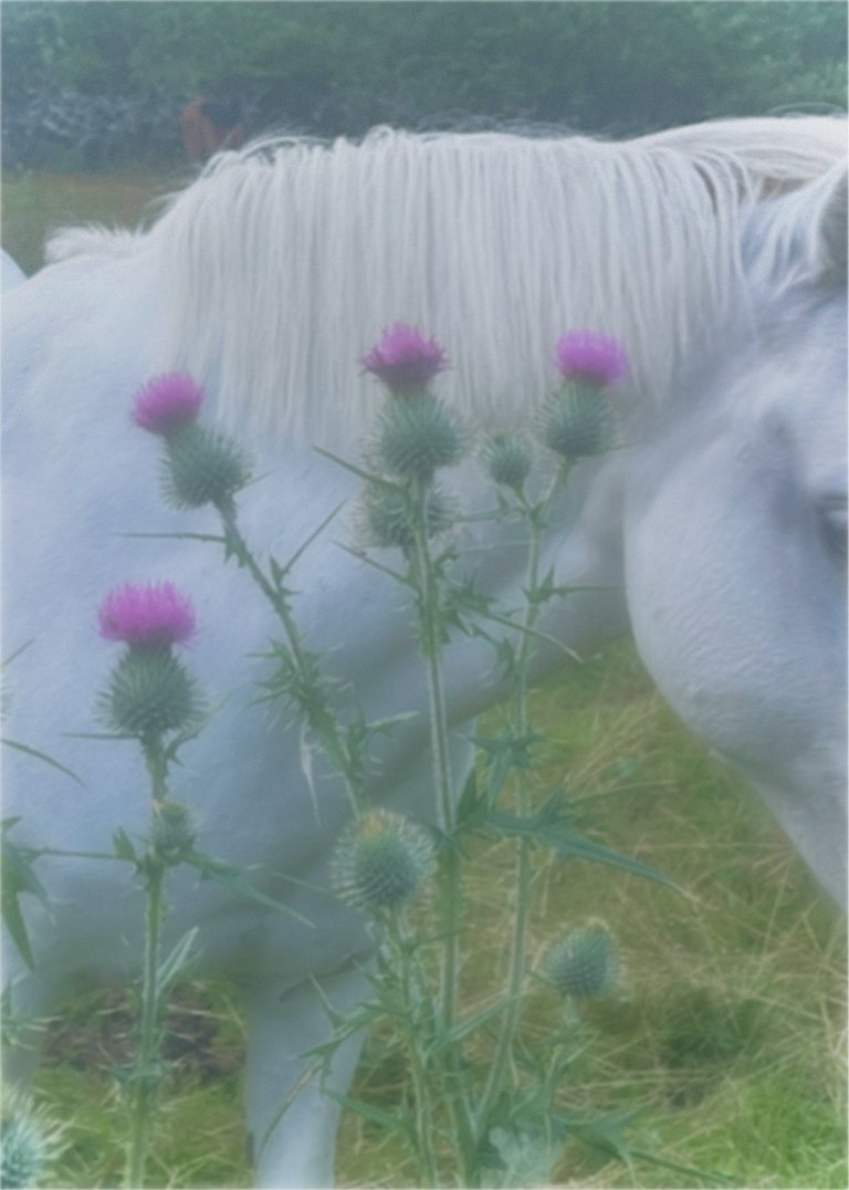 Söderblomster Festival
