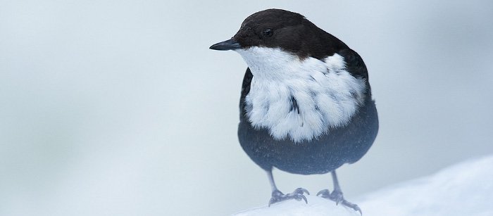 En fågel som sitter i snön.