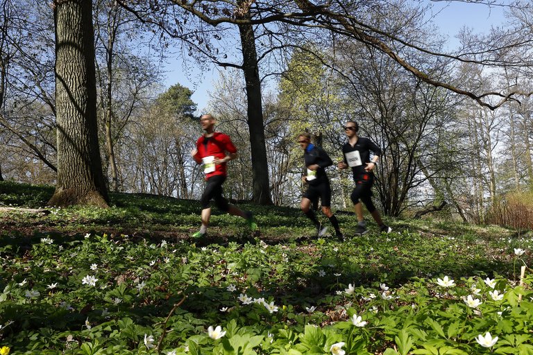 Människor som springer i en skog.