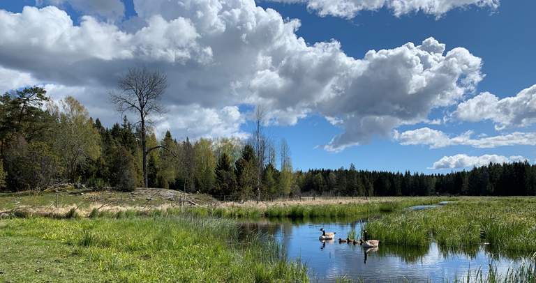 Skog och sjö med fåglar.